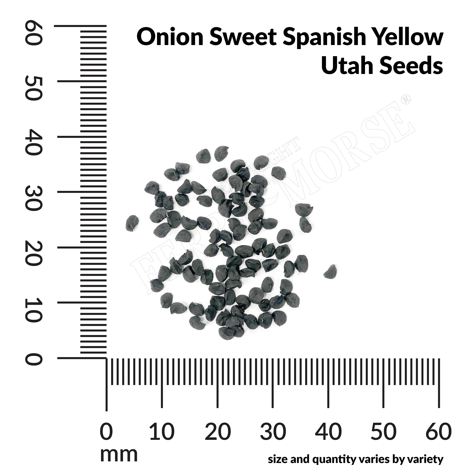 Onion sweet spanish yellow utah seed spill and measurement